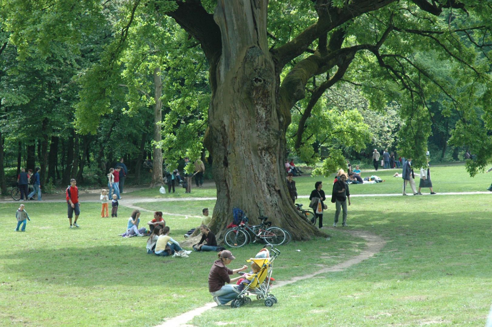 Hrast Dedek - Stanovnik parka Maksimir, 600 godina je star hrast lužnjak. Jedino je stablo u parku koje je dobilo ime