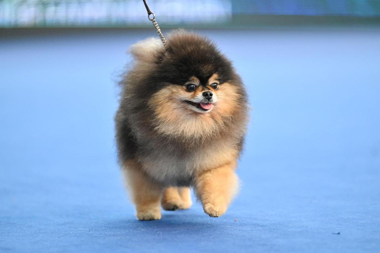 Atmosfera na posljednjem danu World Dog Showa na Zagrebackom Velesajmu