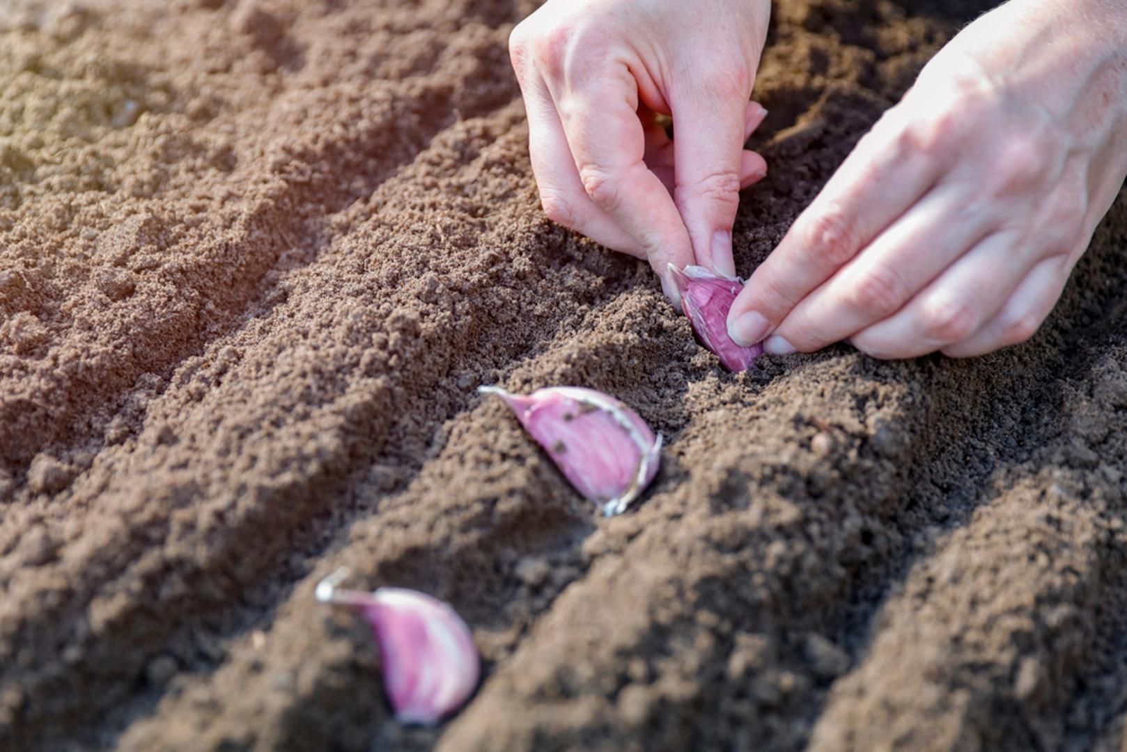Češnjak: Iako se češnjak tradicionalno sadi nešto kasnije, u mnogim krajevima rujanska sadnja omogućuje snažan razvoj korijena i zdravu biljku za iduću godinu. Najbolje ga je saditi na osunčane gredice u rahlu i propusnu zemlju, a pravilnim razmakom glavice će narasti krupnije.