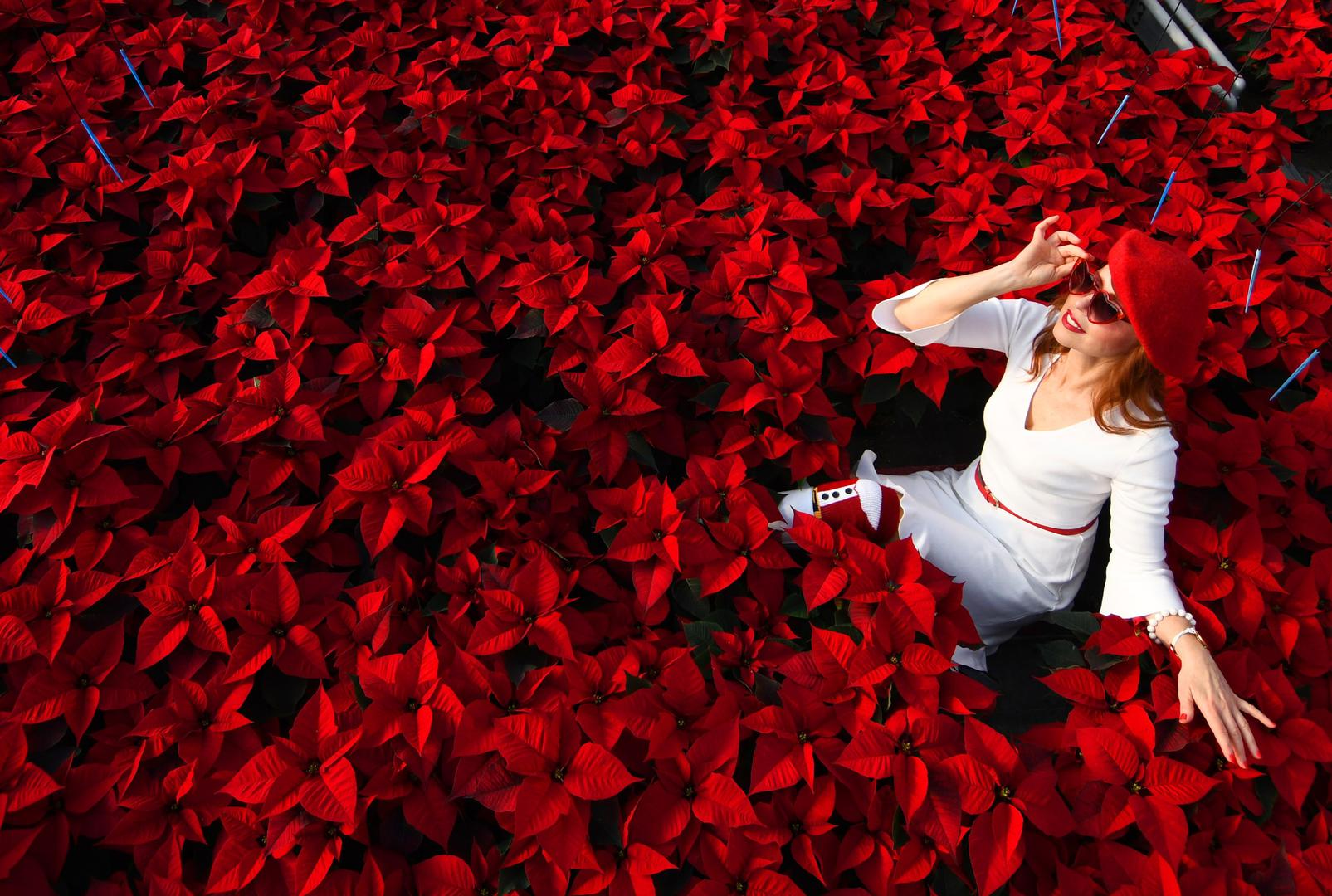 OPG Ravensčak najveći je hrvatski proizvođač božićnih zvijezda