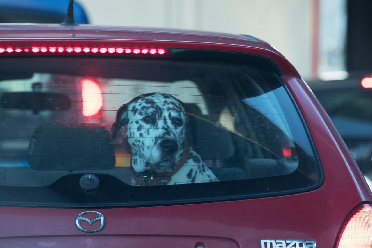 Ilustracija psa u autu