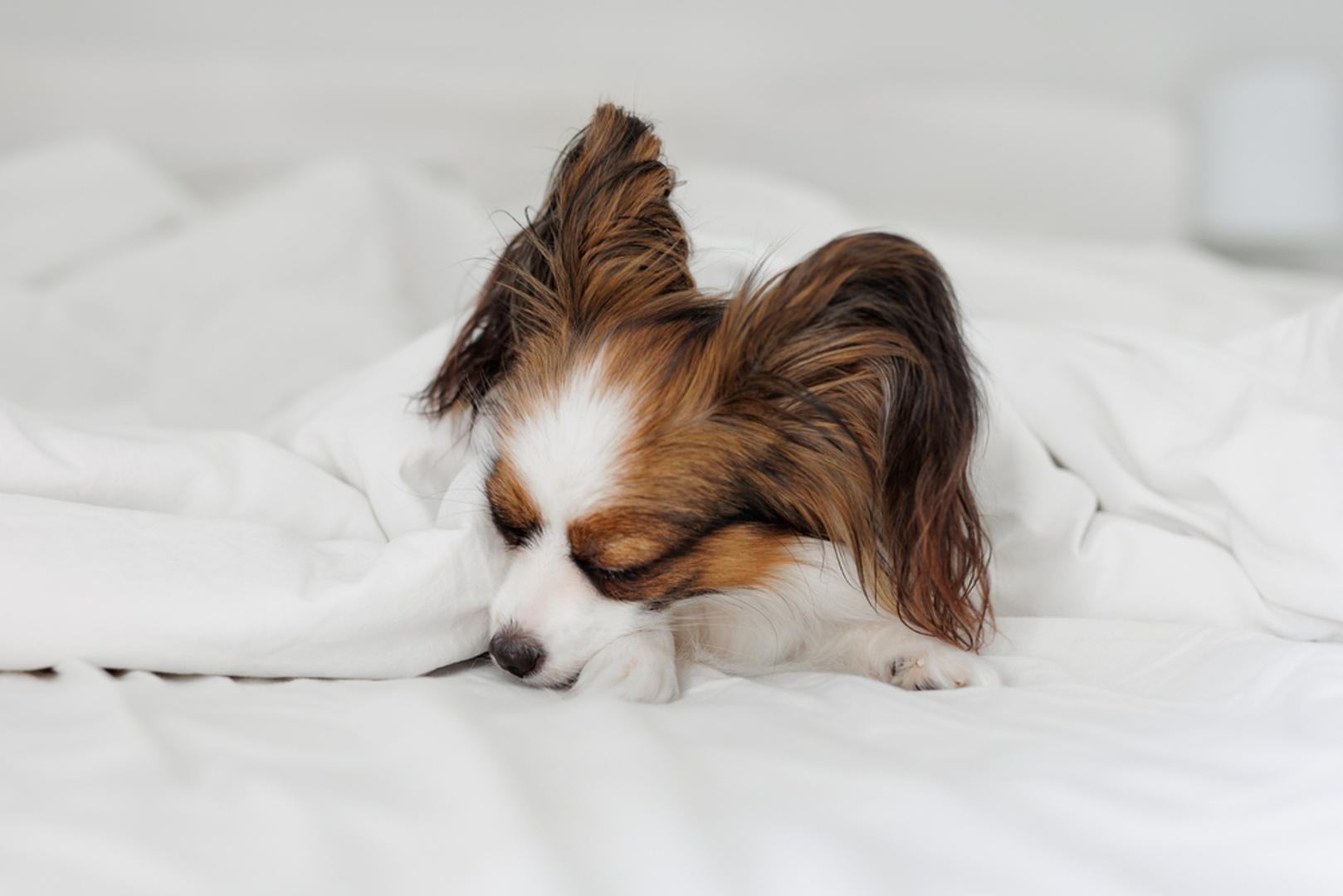 Papillon: Papilloni se često opisuju kao mali psi s velikom energijom, a očekivani životni vijek im je od 14 do 16 godina. Vrlo su bistri i vole učiti, što znači da im mentalne igre i trening mogu biti jednako važni kao i šetnje. Kao i kod mnogih toy pasmina, redovita dentalna rutina može značiti veliku razliku.