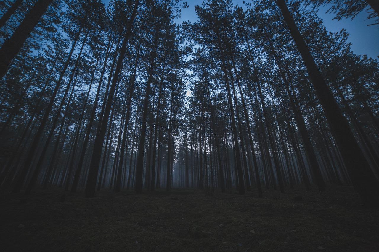 Šuma noću