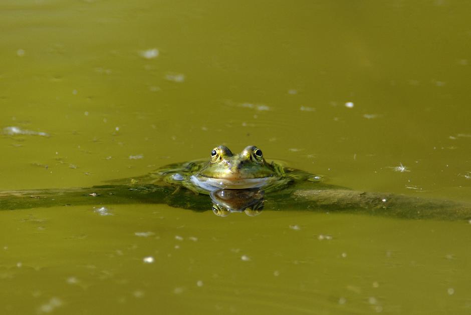 Lombardijska smeđa žaba