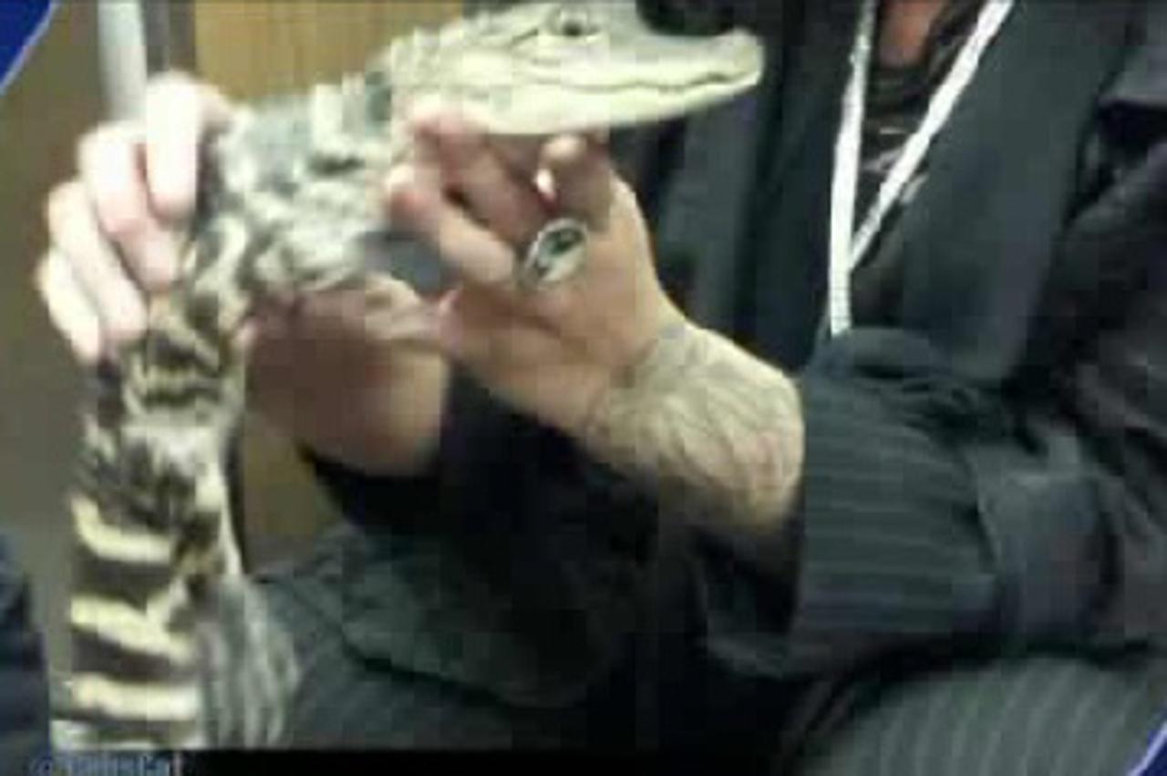 aligator