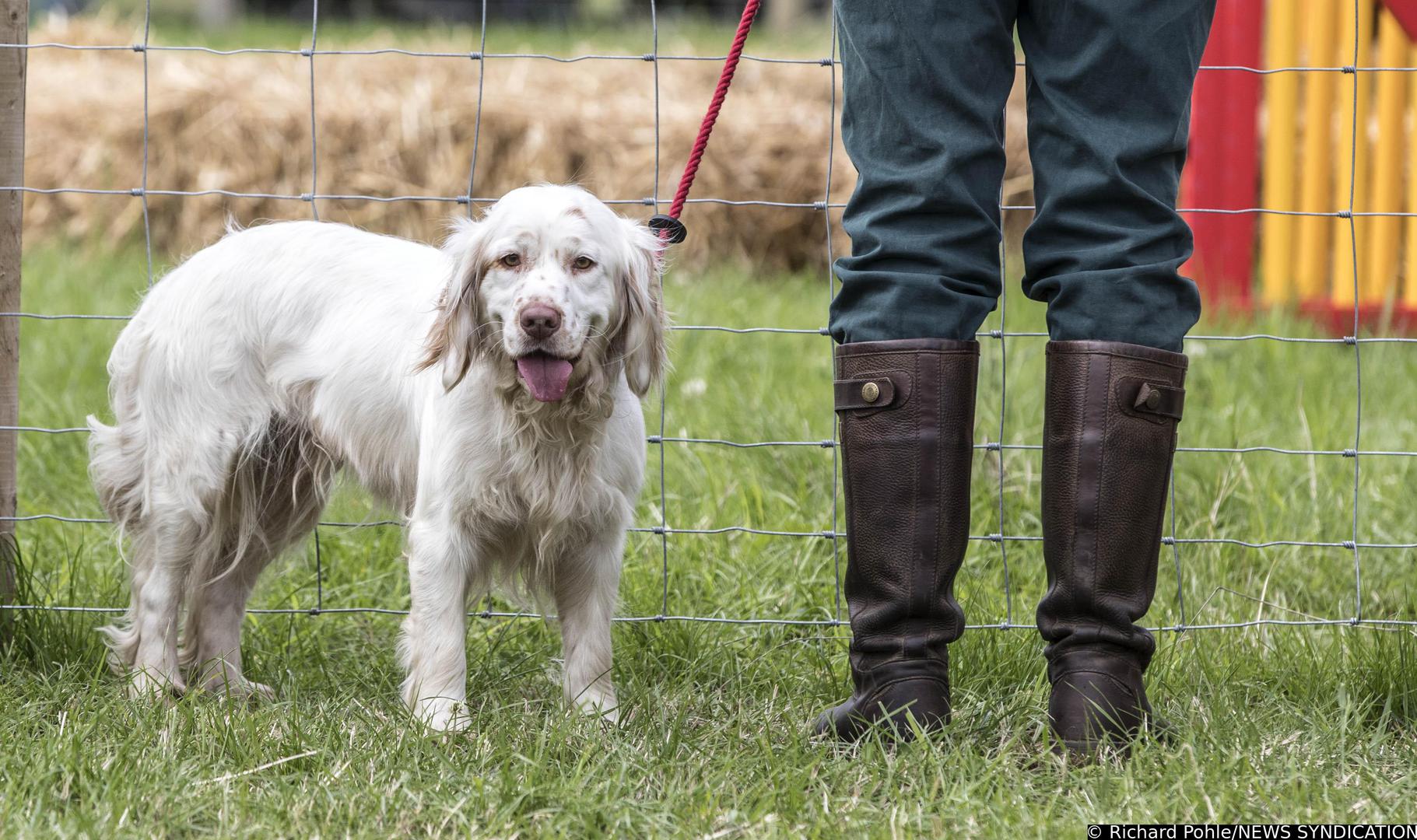 10. Klamber španijel: Za početak, Lagercrantz je otkrio "manje poznatu" pasminu kojoj je potrebno malo vježbe. "Klamber španijel je mnogo rjeđa i manje poznata pasmina španijela, ali ako ste ga ikada vidjeli, vidjet ćete da je malo teže građe od standardnog španijela. Španijeli su općenito živahni psi, a iako klamber španijeli nisu potpuno neaktivni, ističu se po tome što im treba znatno manje vježbe nego većini drugih pasmina španijela. Oko sat vremena aktivnosti dnevno obično je sasvim dovoljno", objasnio je stručnjak. Prema portalu Pet MD, klamber španijeli poznati su po svom blagom i opuštenom temperamentu. Puni su ljubavi i odanosti te stvaraju snažnu povezanost sa svojom obitelji. Njihova mirna narav čini ih prilagodljivima različitim životnim uvjetima, a uz pravilnu socijalizaciju u štenećoj dobi, obično se dobro slažu i s djecom i s drugim kućnim ljubimcima.