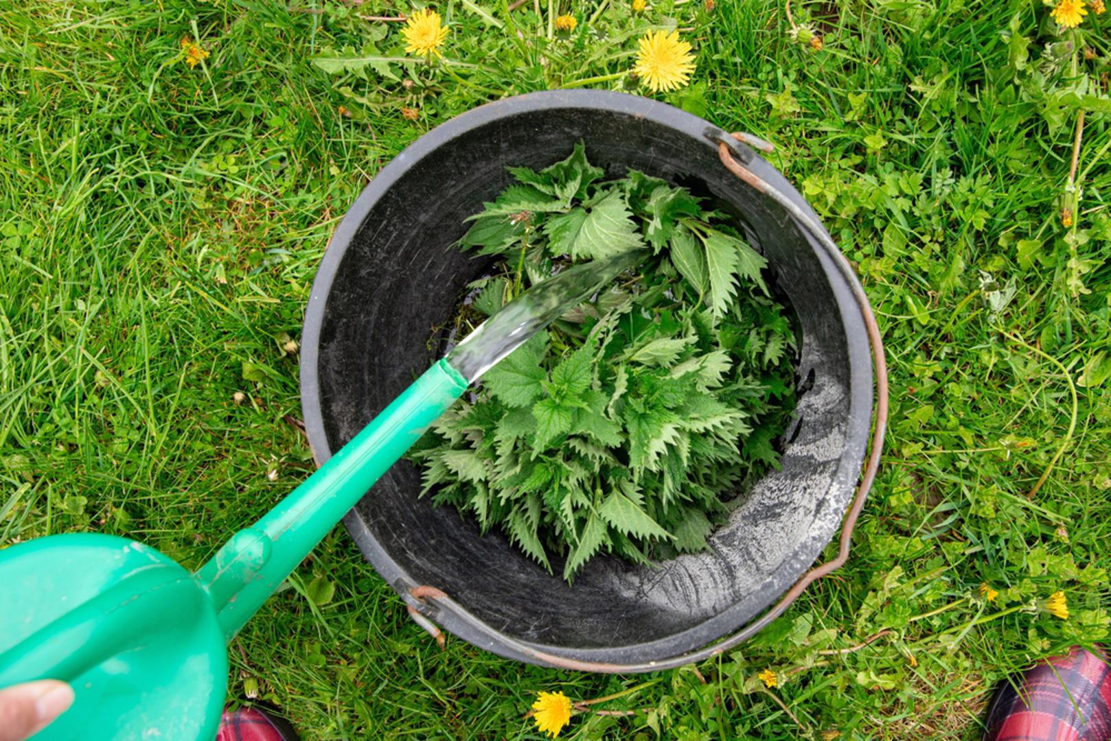 Pomaže u jačanju biljaka: Biljke koje se redovito prihranjuju pripravcima od koprive često postaju otpornije i snažnije. Takva prirodna njega može pomoći da lakše podnesu stres zbog vremenskih promjena, slabijeg tla ili napada štetnika. Drugim riječima, kopriva ne hrani samo biljku, nego joj pomaže i da bude vitalnija.