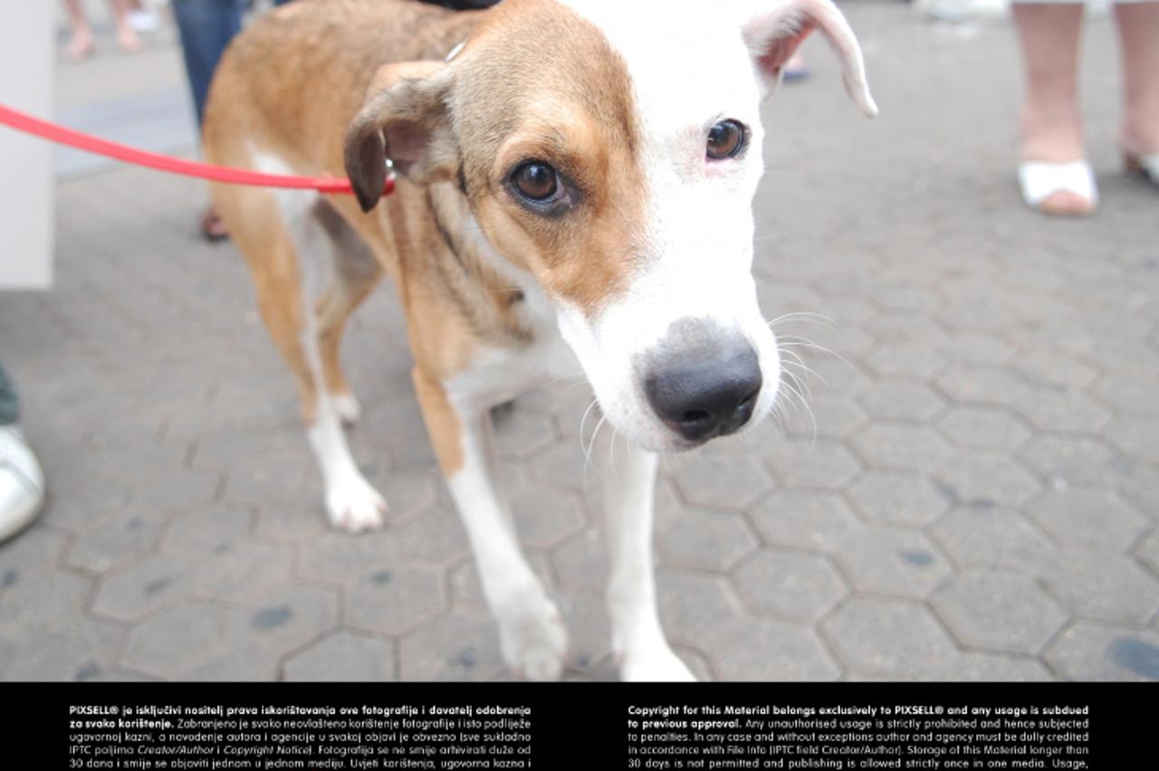 '22.06.2012., Zagreb - Prijatelji zivotinja prosvjeduju za prestanak ubijanja zdravih pasa i hitno otvaranje sklonista u kojima nije bilo niti ima bjesnoce. Prosvjednu setnju zapoceli su na Trgu bana 