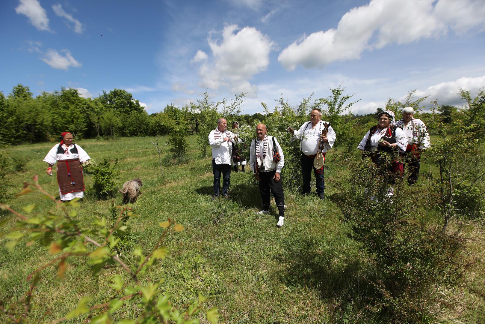 02.05.2020. Kutjevo- Na OPG-u Predraga Livaka kraj Kutjeva organizirana je berba gloga, najljekovitije biljke na svijetu. U berbi su osim Predraga Livaka ucestvovali i clanovi KUD-a Rama iz Pleternice.
Photo: Boris Scitar/Vecernji list/PIXSELL