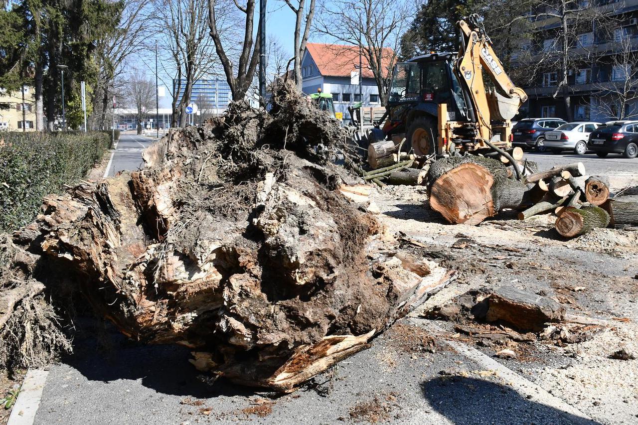 Slavonski Brod: Staro stablo srušilo se na prometnicu u Vukovarskoj ulici