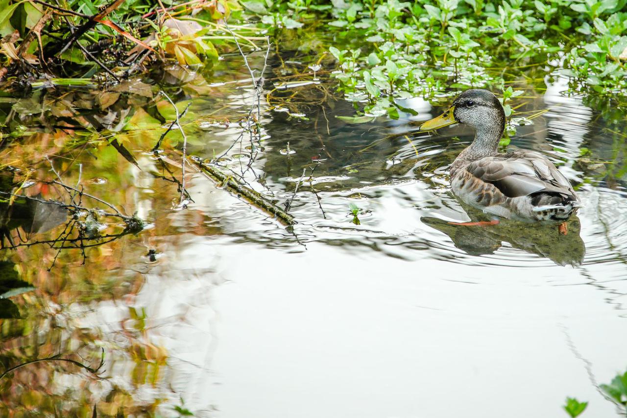 Patka jutro provodi u okruženju prirode potoka Črnomerec