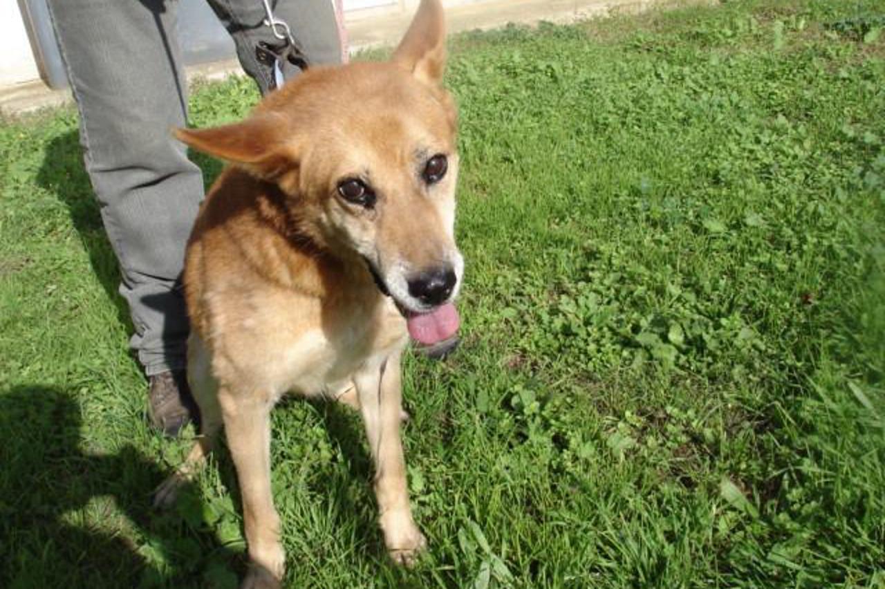 Psi spašeni iz azila