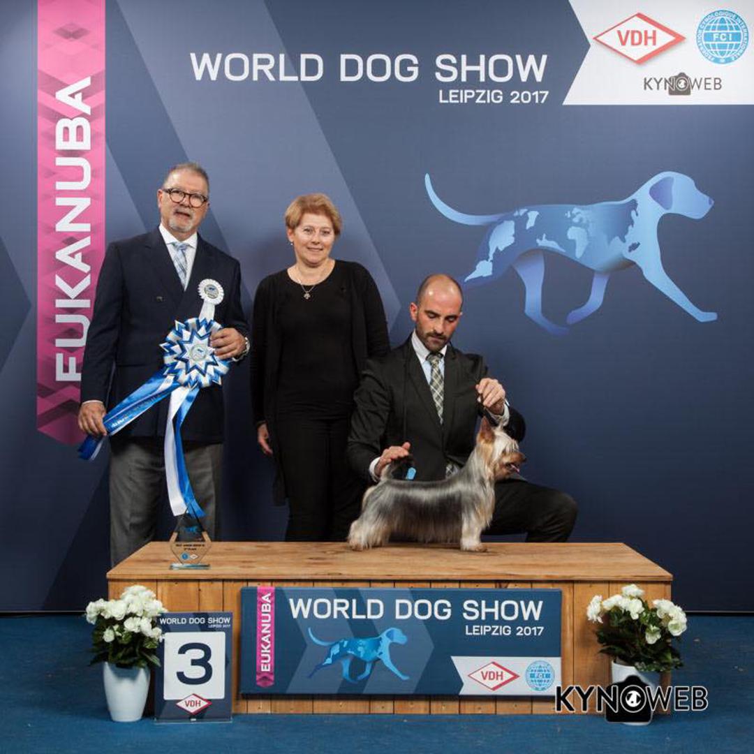 
Australski svilenkasti terijer (Australian Silky Terrier), mladi svjetski prvak, najljepši mladi pas (JBOB, BOG3 junior)  Darsa Cheat me if you can, zvana Turbo, Mirjana Krstić Arbanas 
