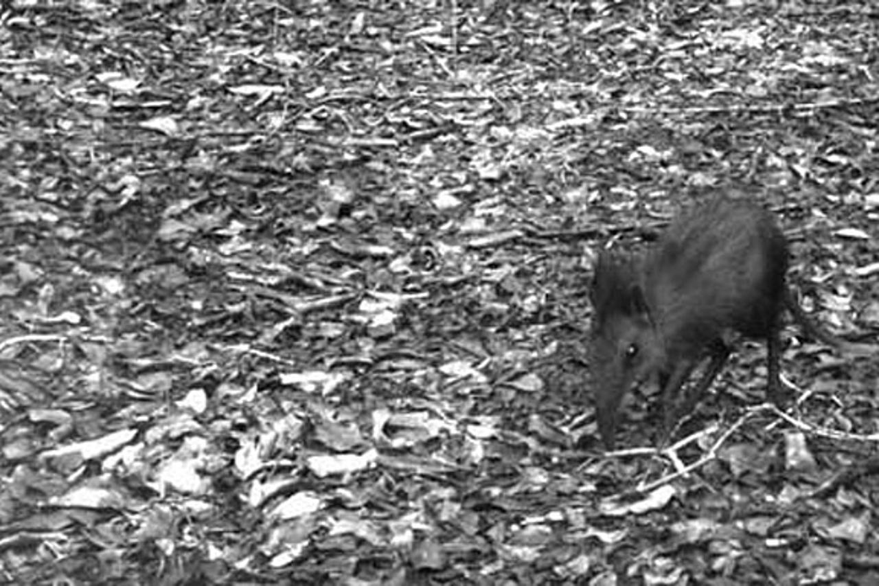 Sengi (1)