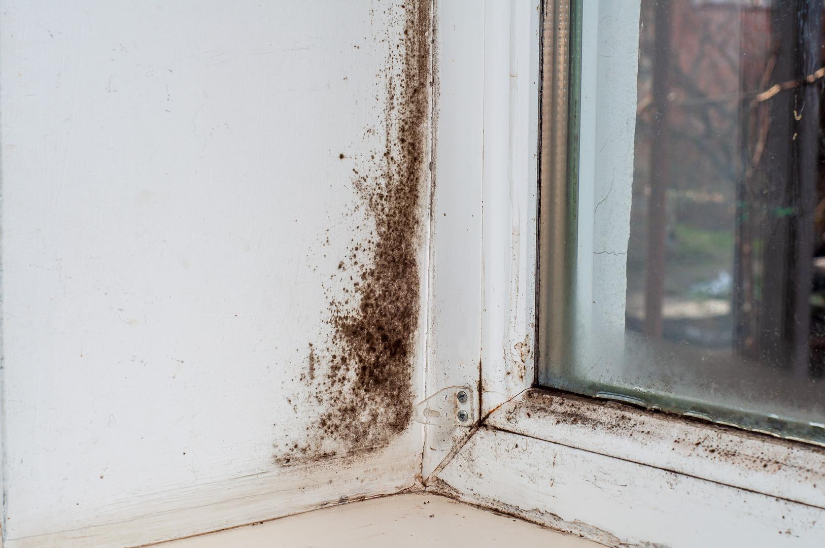 Plijesan u domu predstavlja česti problem koji može negativno utjecati na zdravlje ukućana i oštetiti građevinske materijale. Nastaje u vlažnim i slabo prozračenim prostorima gdje se zbog viška vlage stvaraju idealni uvjeti za rast gljivica. Plijesan može izazvati alergijske reakcije, iritacije dišnog sustava i pogoršati kronične bolesti poput astme. Jedan od najboljih načina za sprječavanje pojave plijesni je uklanjanje kondenzacije čim se pojavi. Plijesan ne može rasti bez vlage, stoga je važno koristiti usisivač za prozore, ručnik ili brisač za brisanje viška vode. No, postoje i neke stvari koje možete učiniti da biste uopće spriječili ulazak vlage u svoj dom.