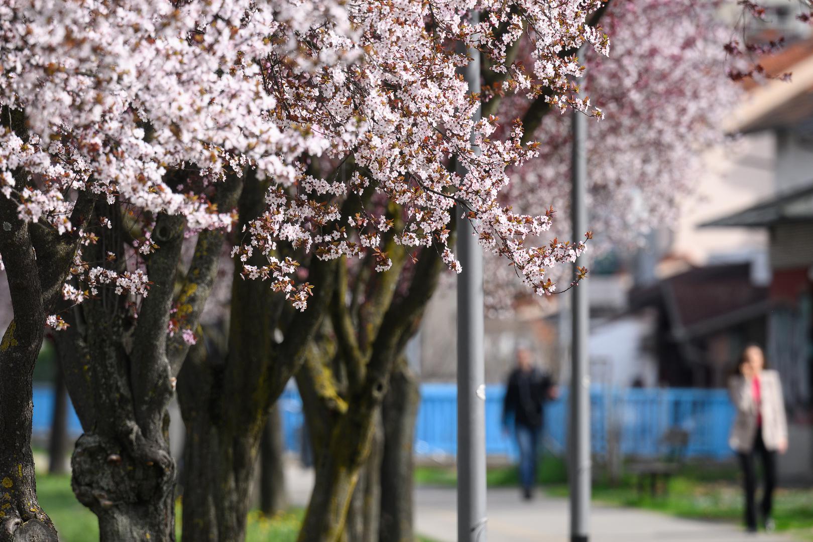 Zagrebački kvart Prečko ovih je dana dobio posebno vedar i živahan izgled. Horvaćansku ulicu prekrili su nježni bijeli i ružičasti cvjetovi japanske trešnje pored šetnjice.