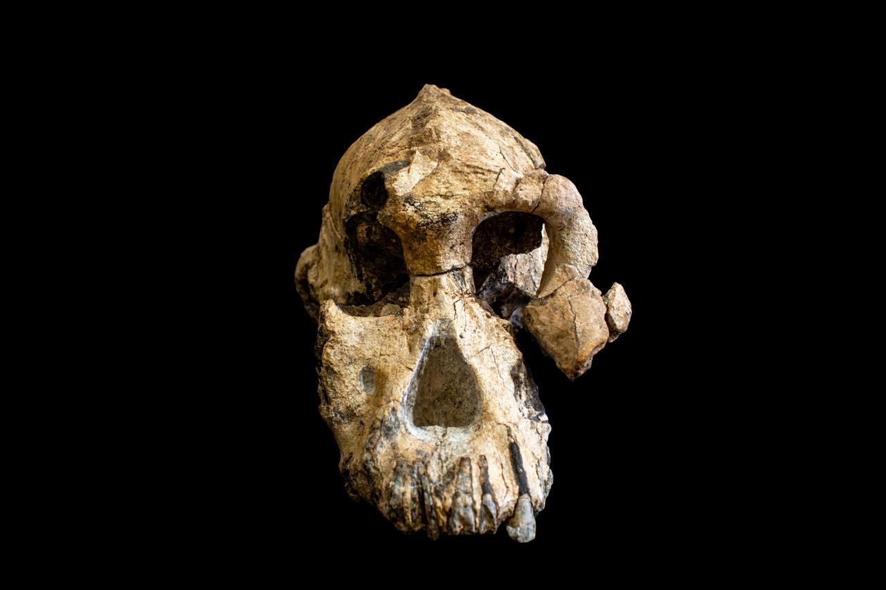 Lubanja vrste Australopithecus anamensis