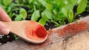 Kitchen Spice Could Be Your Ally Against Pests in Home and Garden