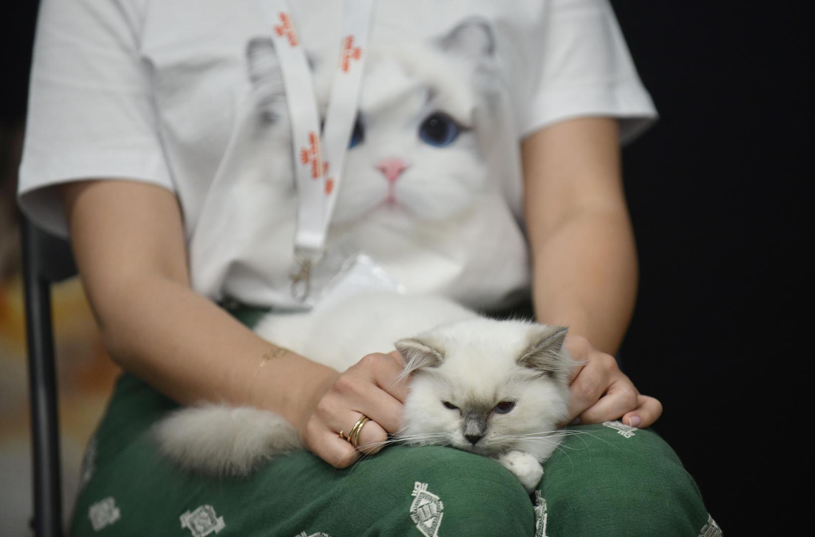 Jučer je publiku oduševila i nesvakidašnja modna revija mačaka u kreacijama dizajnerice i uzgajivačice Gordane Radić, koja je pretvorila pistu u bajku.