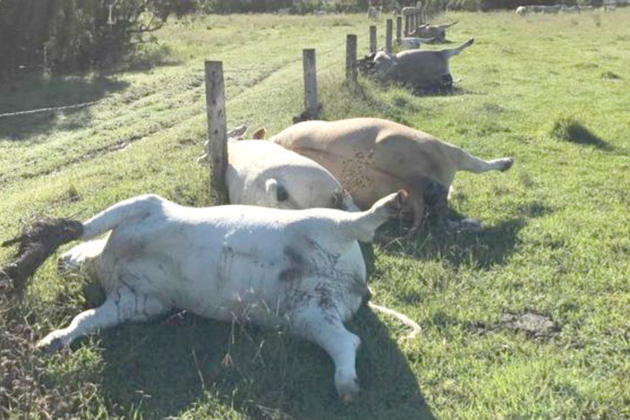 Krave ubio udar munje