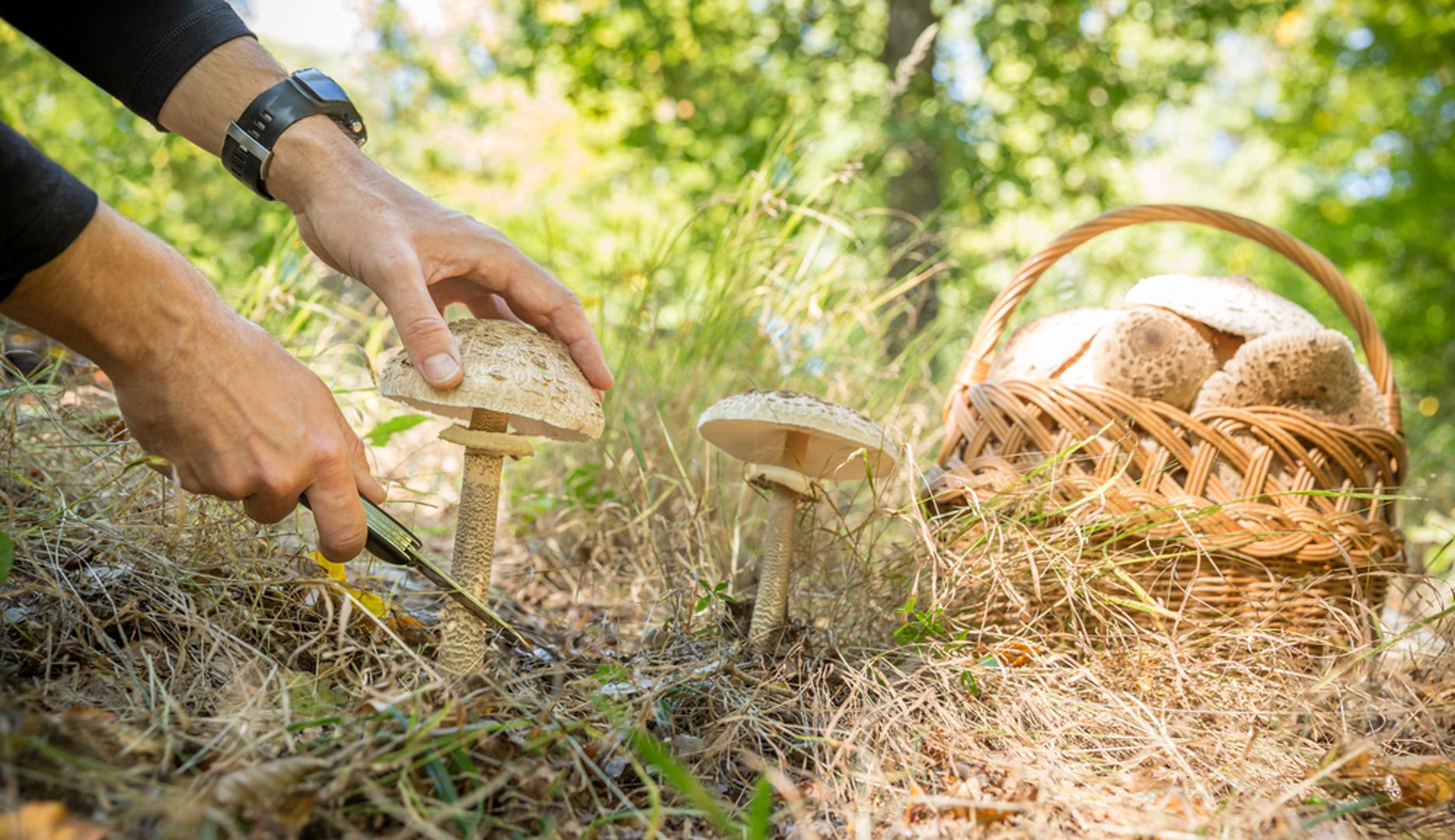 Velika sunčanica: Velika sunčanica raste u šumama, na njihovim rubovima i travnatim čistinama, a može se pronaći i na livadama. Njezini klobuci često se pripremaju pohani, zbog čega je mnogima jedna od omiljenih jesenskih gljiva. Ipak, naziv 'sunčanica' ne jamči jestivost jer postoje otrovne gljive sličnog izgleda. 