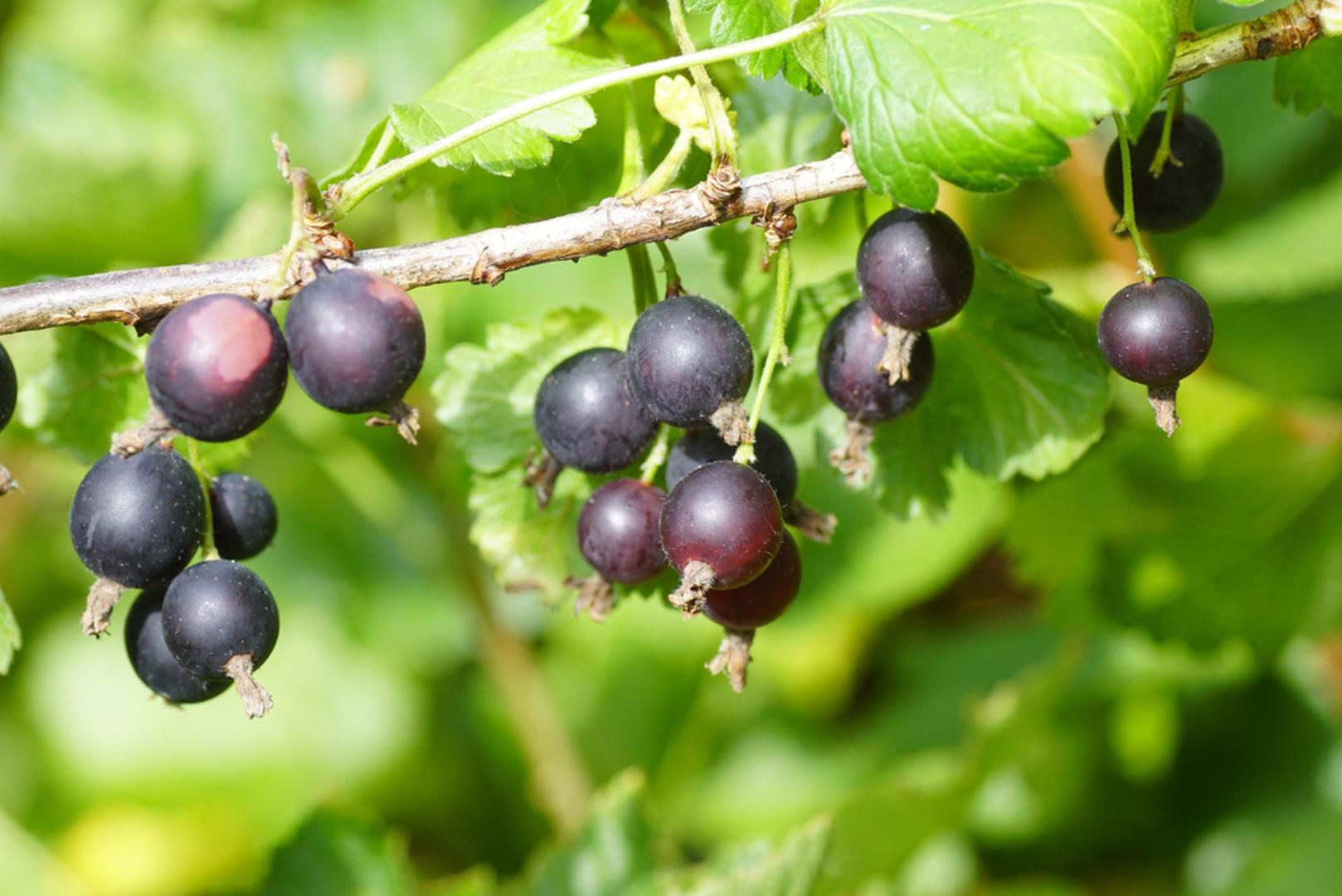 Josta (Ribes × nidigrolaria) hibrid je ogrozda i crnog ribiza koji voli sunčane položaje i bogato, dobro drenirano tlo, uz jesensku sadnju radi mirnog ukorjenjivanja. Grm je snažnog rasta, bez trnja i prilično otporan na bolesti, a malč i umjerena rezidba čuvaju prozračnost i vlagu. Bobice su tamne, mesnate i aromom na pola puta između ogrozda i crnog ribiza. Odlične su za sokove, džemove i kolače, ali i za svježu potrošnju.