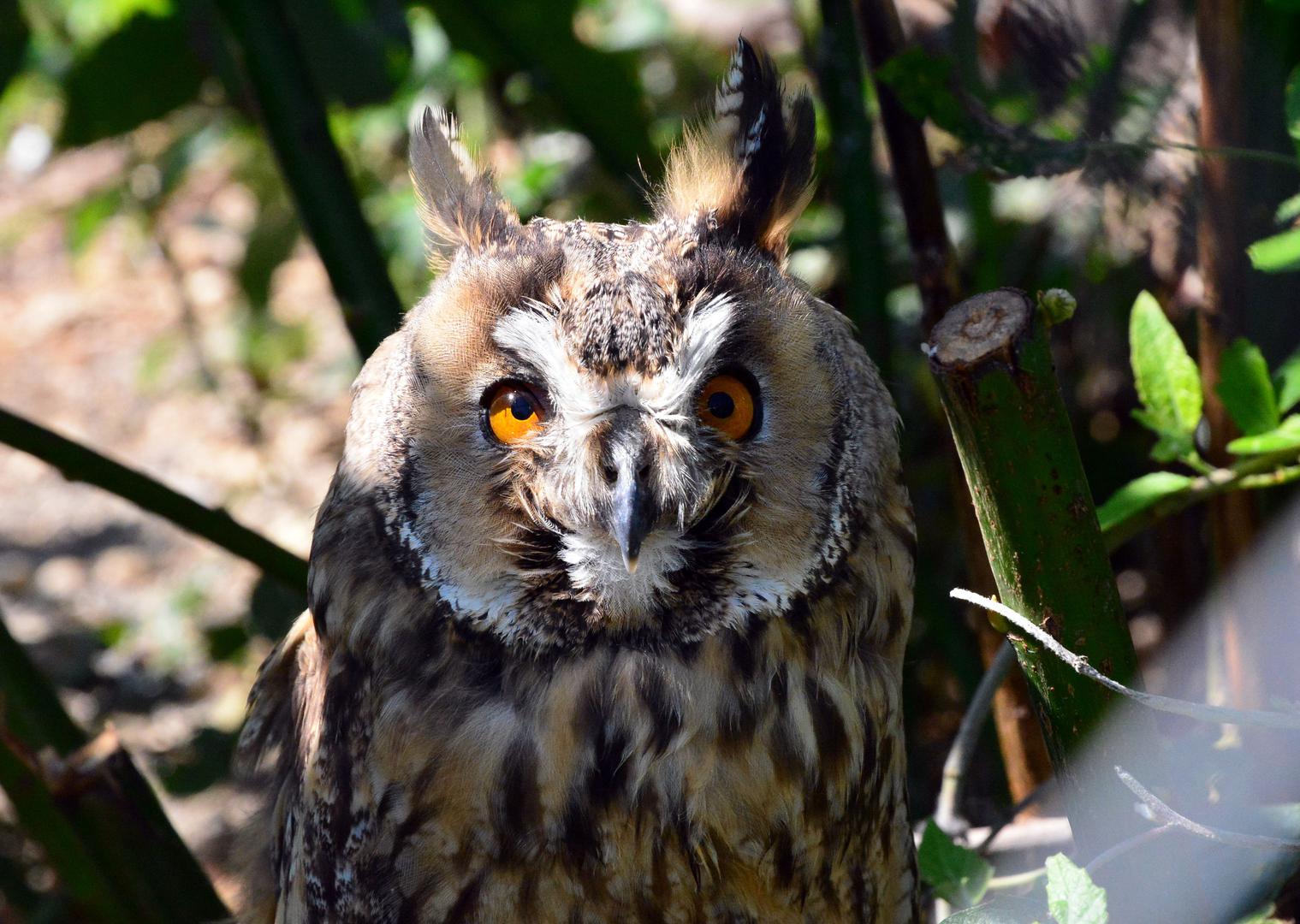 Sova ušara, lat. Bubo bubo. Regija: Europa i Azija. Raširenih krila duga 160 do 190 cm