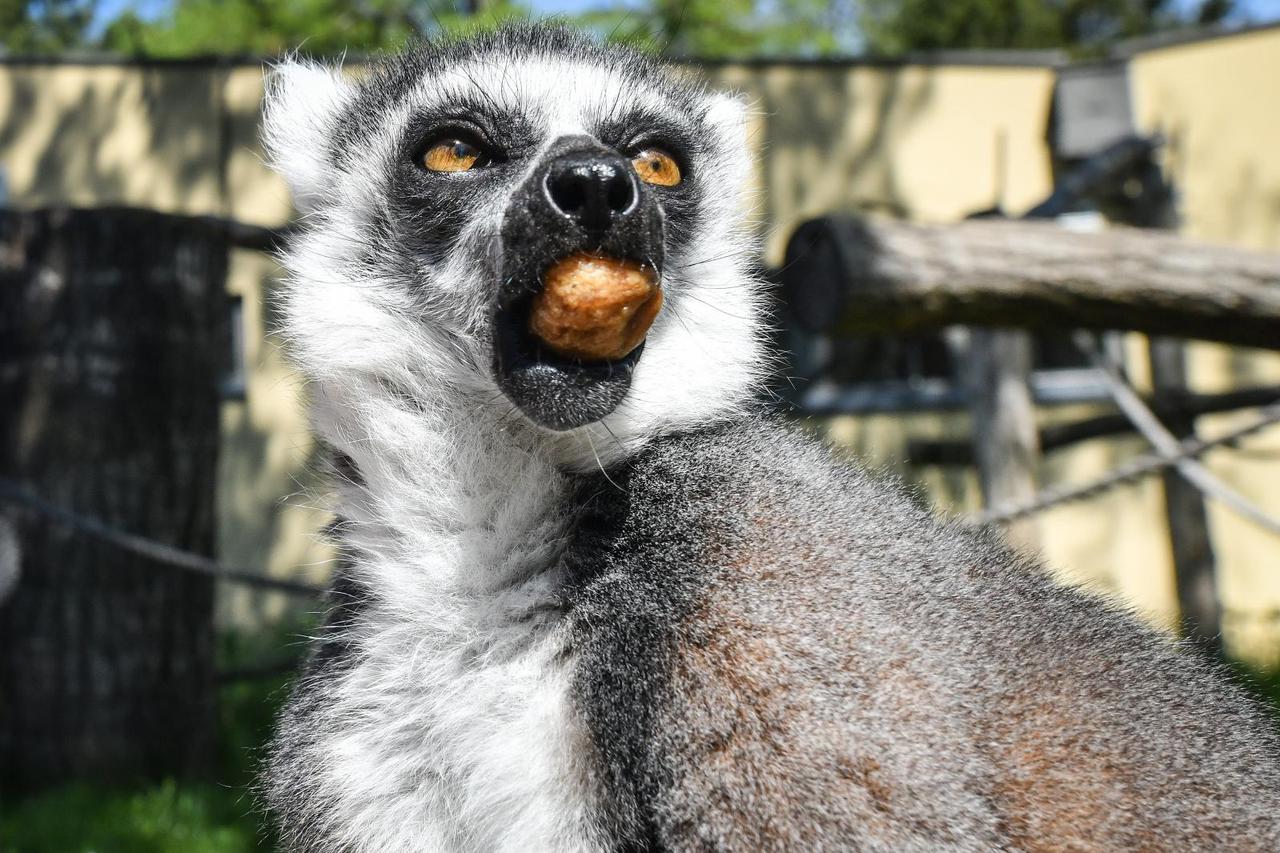 Zekanje u ZOO-u