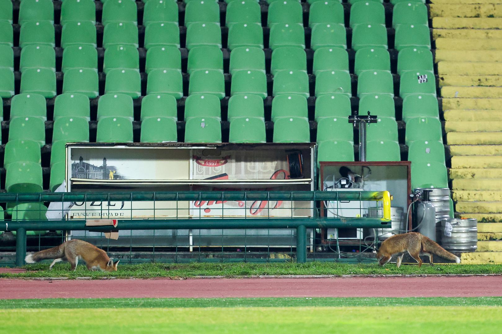11.11.2025., Sarajevo, Bosna i Hercegovina - Lisica na stadionu Kosevo pratila trening nogometne reprezentacije BiH. Photo: Armin Durgut/PIXSELL