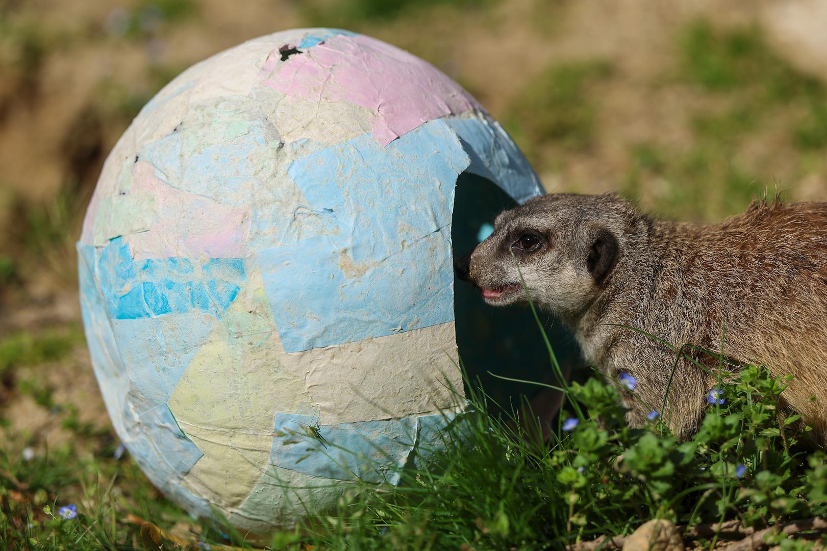 Podsjetimo, Zoološki vrt Grada Zagreba svakodnevno je otvoren od devet do 19 sati, a ulazak je moguć do 18 sati kada se zatvaraju blagajne. Cijena ulaznica za odrasle iznosi sedam eura, dok za djecu stoji od tri do pet eura, ovisno koliko godina imaju.