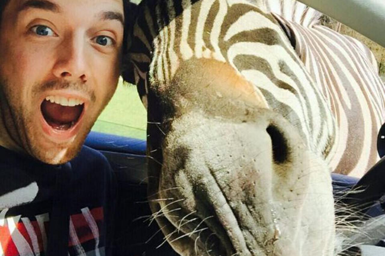 zebra