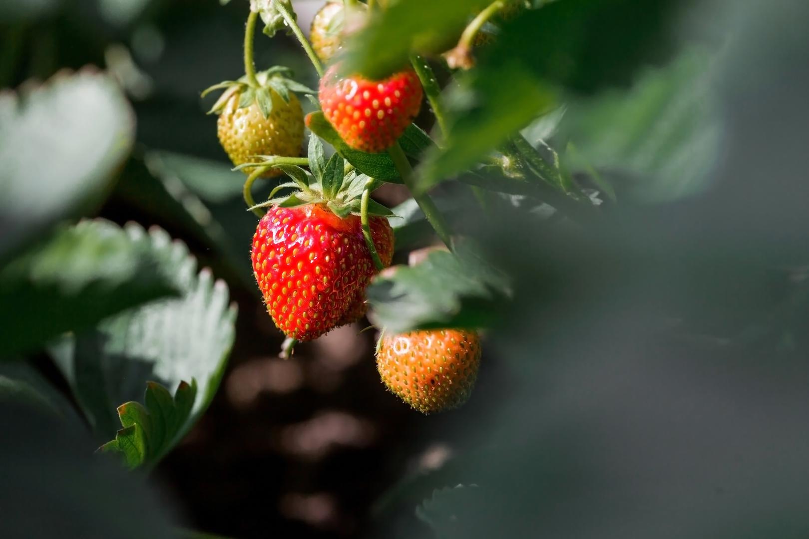 2. Malčiranje za zdravije biljke: Malčiranje donosi višestruke prednosti, a kod jagoda pomaže u suzbijanju korova, zadržavanju vlage i sprječavanju truljenja plodova. Luke preporučuje korištenje slame: “Jednostavno rasporedite debeli sloj malča oko biljaka prije nego što počnu plodonositi. Plodovi će ostati čisti i suhi”. 