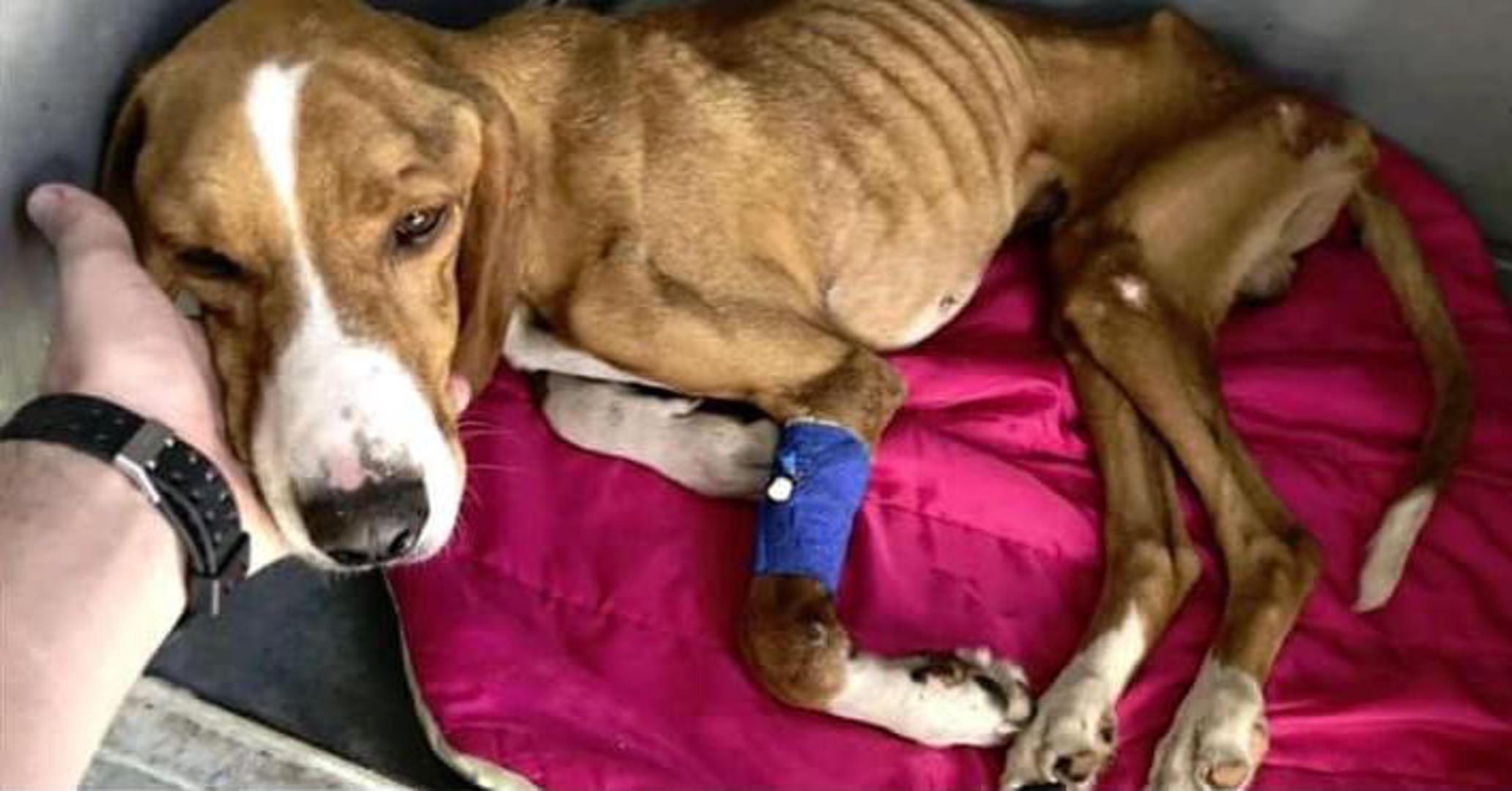 Pas Bono kojeg su izgladnjivali
