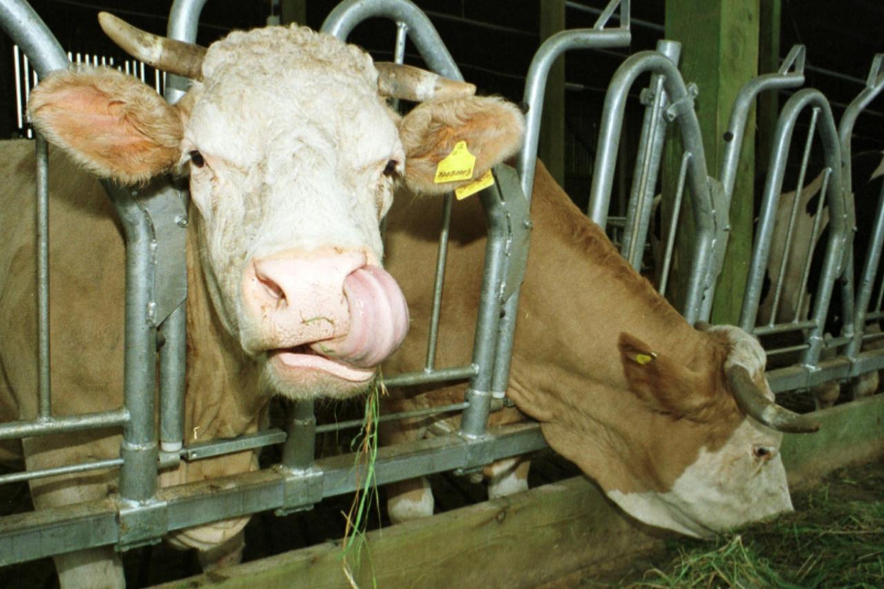 'vrt.....zgb.....31.08.2001. mlijecna farma muzinic-krave snimio damir humski'