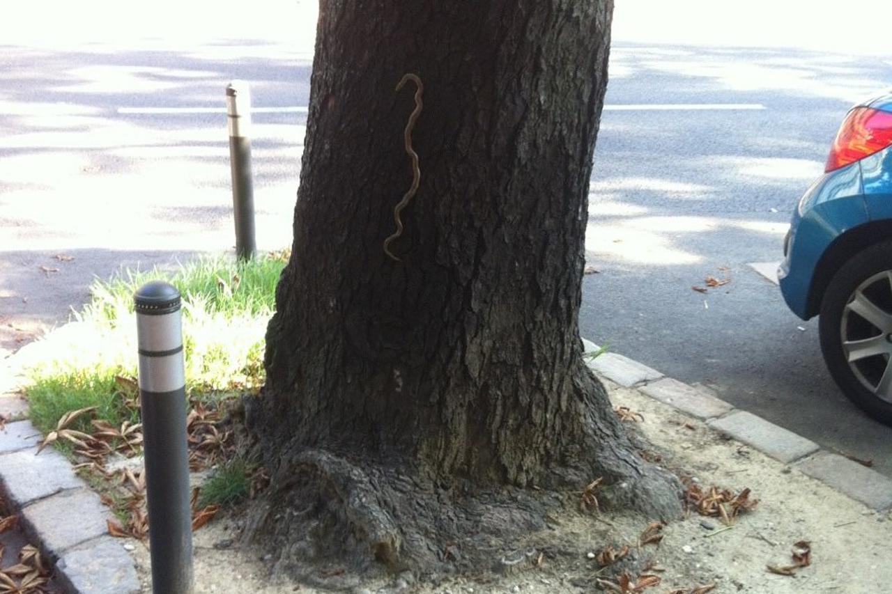 zmija na stablu