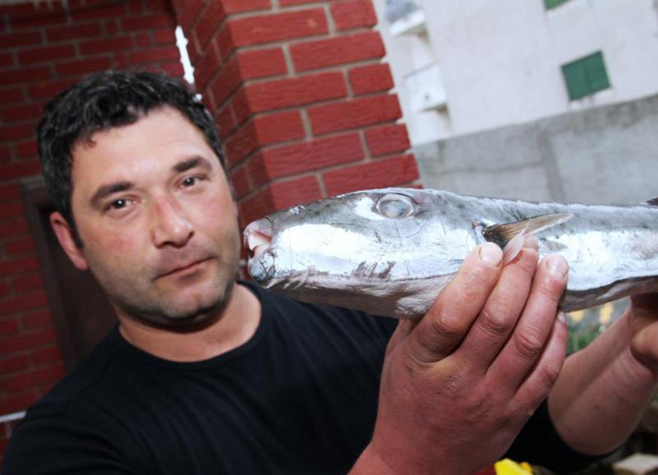 otrovna riba fugu, napuhača