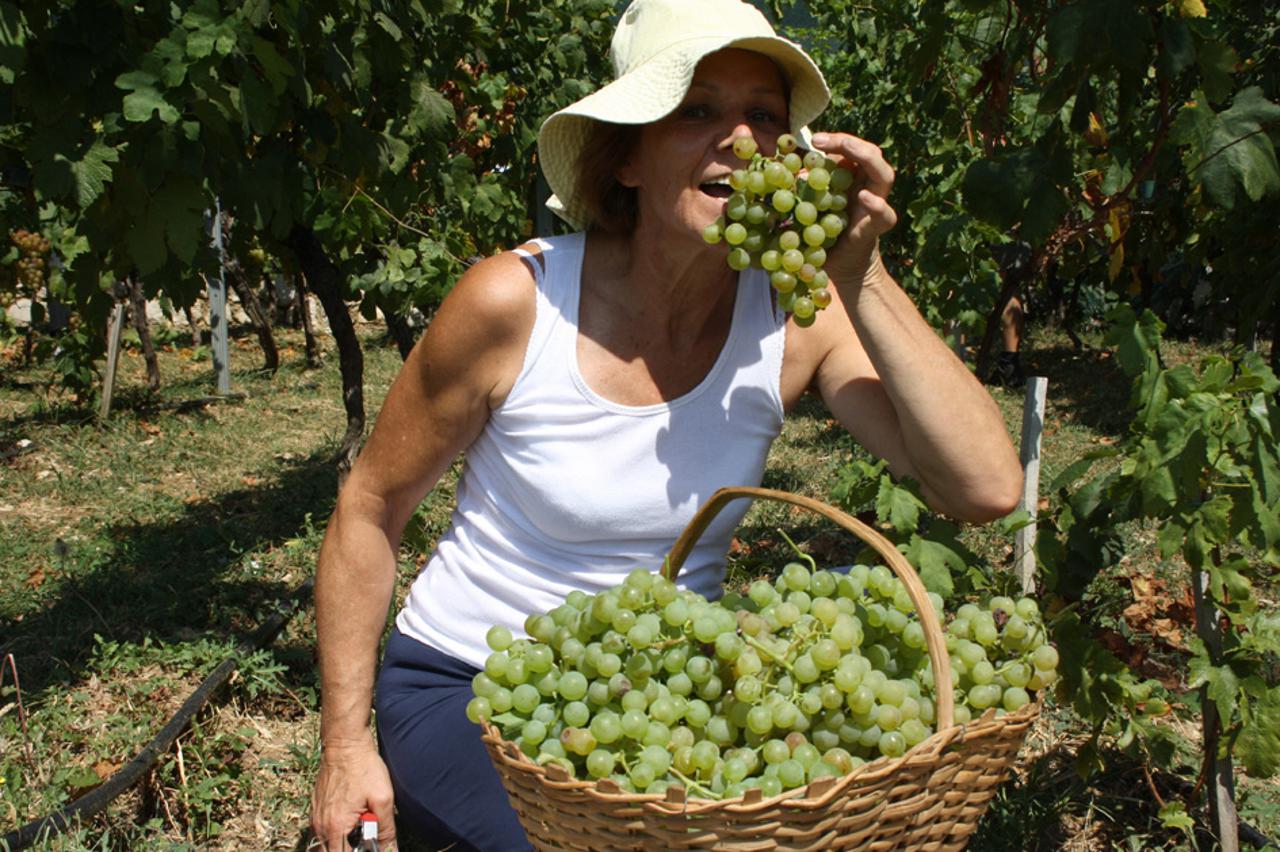 berba vinodol (1)