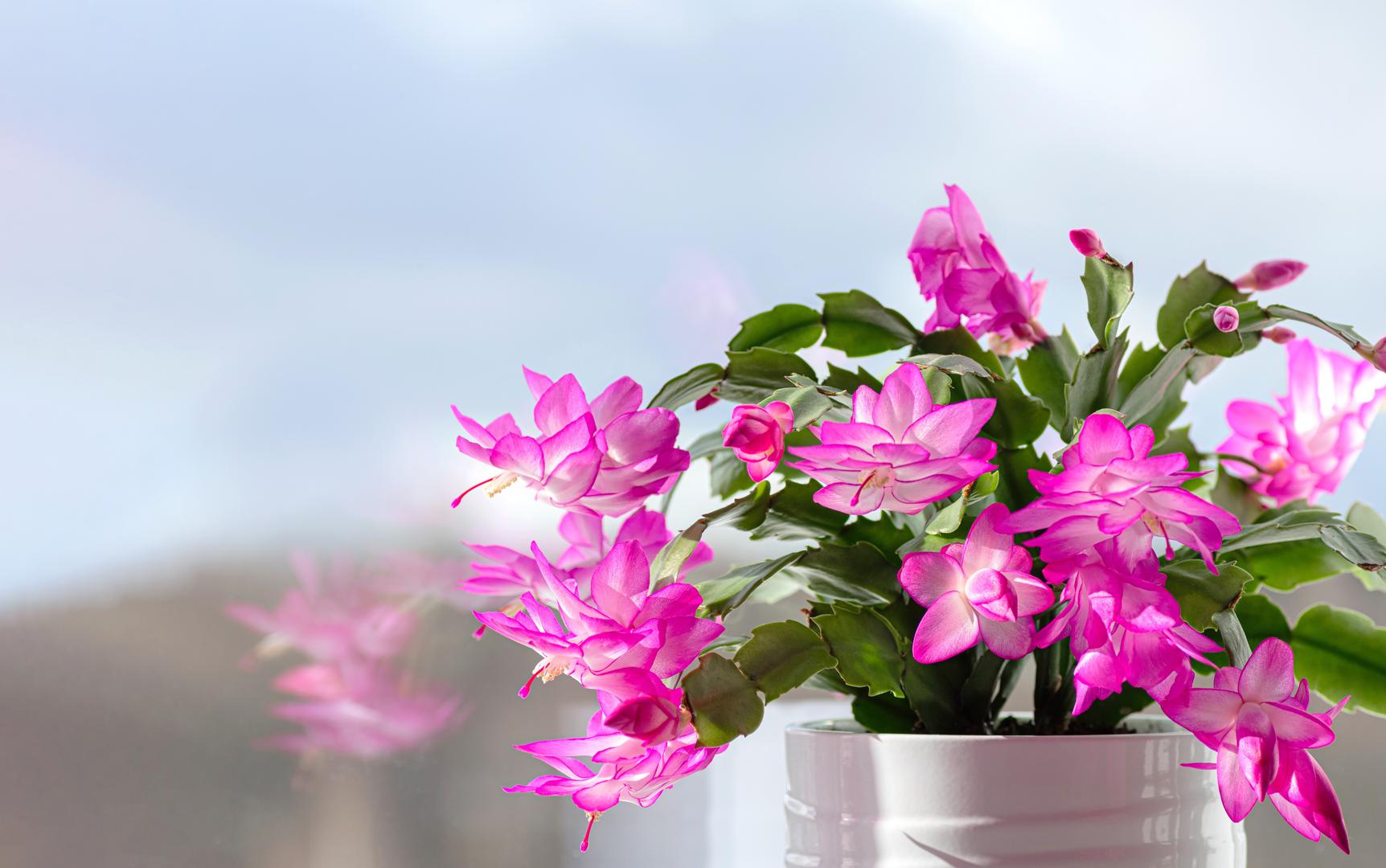 1. Božićni kaktus (Schlumbergera): Poznat po nježnim cvjetovima koji se javljaju u prosincu, ali ponekad i u proljeće. U pravim uvjetima može živjeti i više od 100 godina! Najbolje raste na mjestima s difuznom svjetlošću. Tlo treba održavati blago vlažnim, ali ne mokrim. Zalijevajte češće ljeti, a umjereno zimi. Gnojivo za kaktuse potaknut će obilno cvjetanje, ali biljka će napredovati i bez njega.
