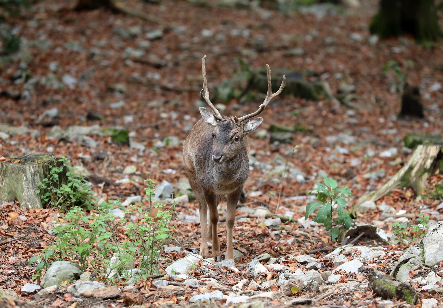 Rujan - Iako većina misli da je taj mjesec dobio ime po rujnu vinu, to nije točno. Ime je, naime, dobio po jelenjoj rici, od staroslavenske riječi rjujь (rika), jer se smatralo da se u tome mjesecu jeleni posebno glasaju.