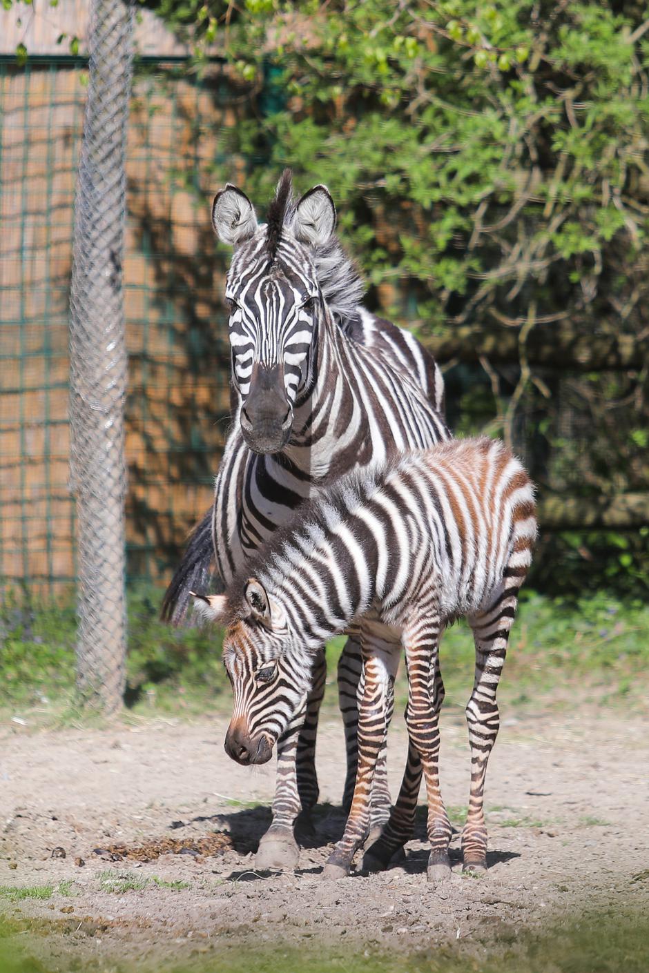 Zagreb: Mladunče zebre novi je stanovnik Zoološkog vrta