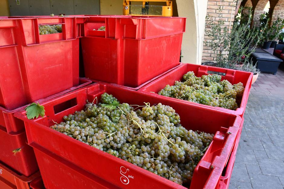 Brodski Stupnik: Održana 2. Press berba u vinogradima vinarije Galić