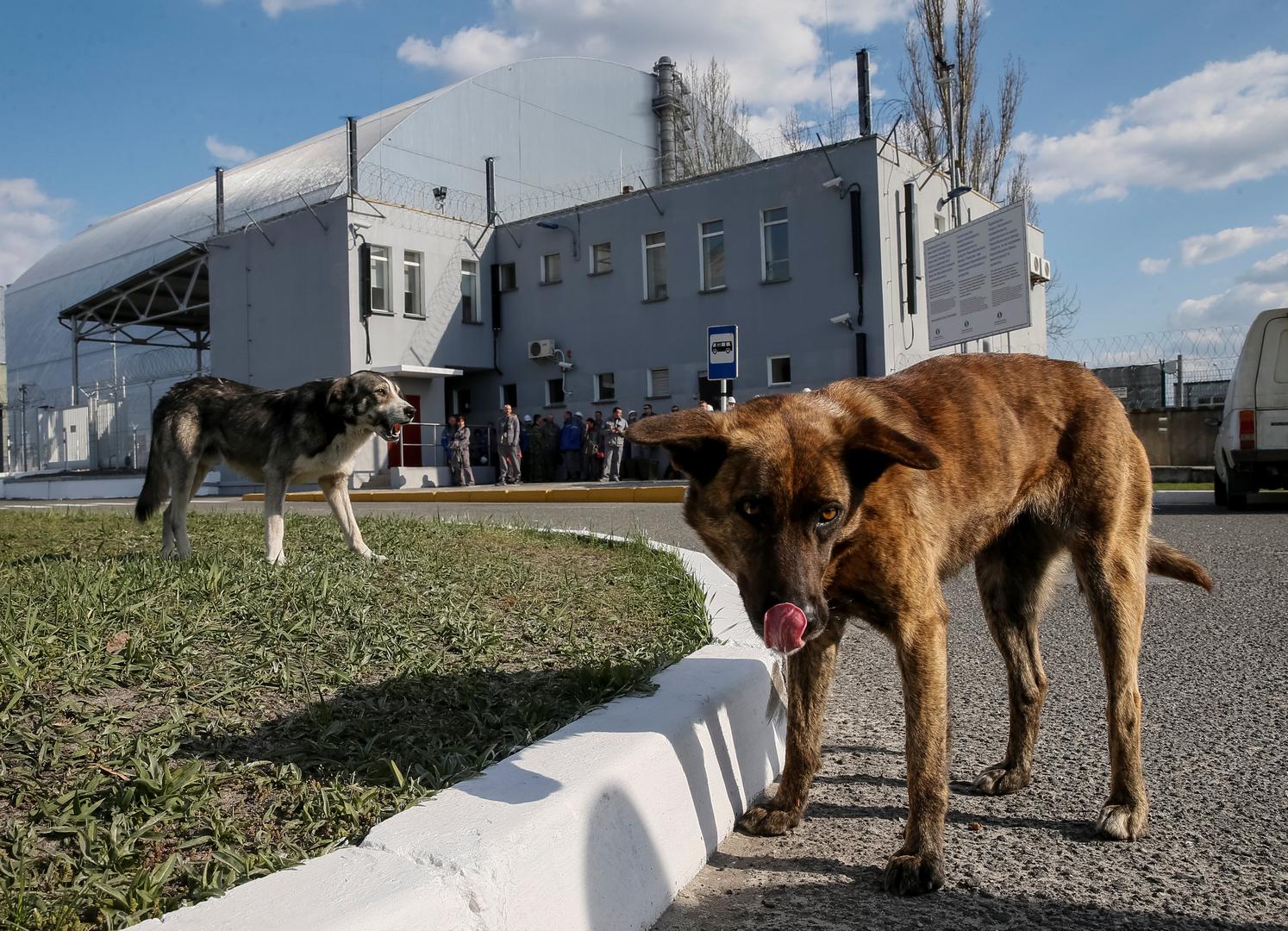 Psi su stalni stanari najčešće sablasno pustog područja nuklearne centrale