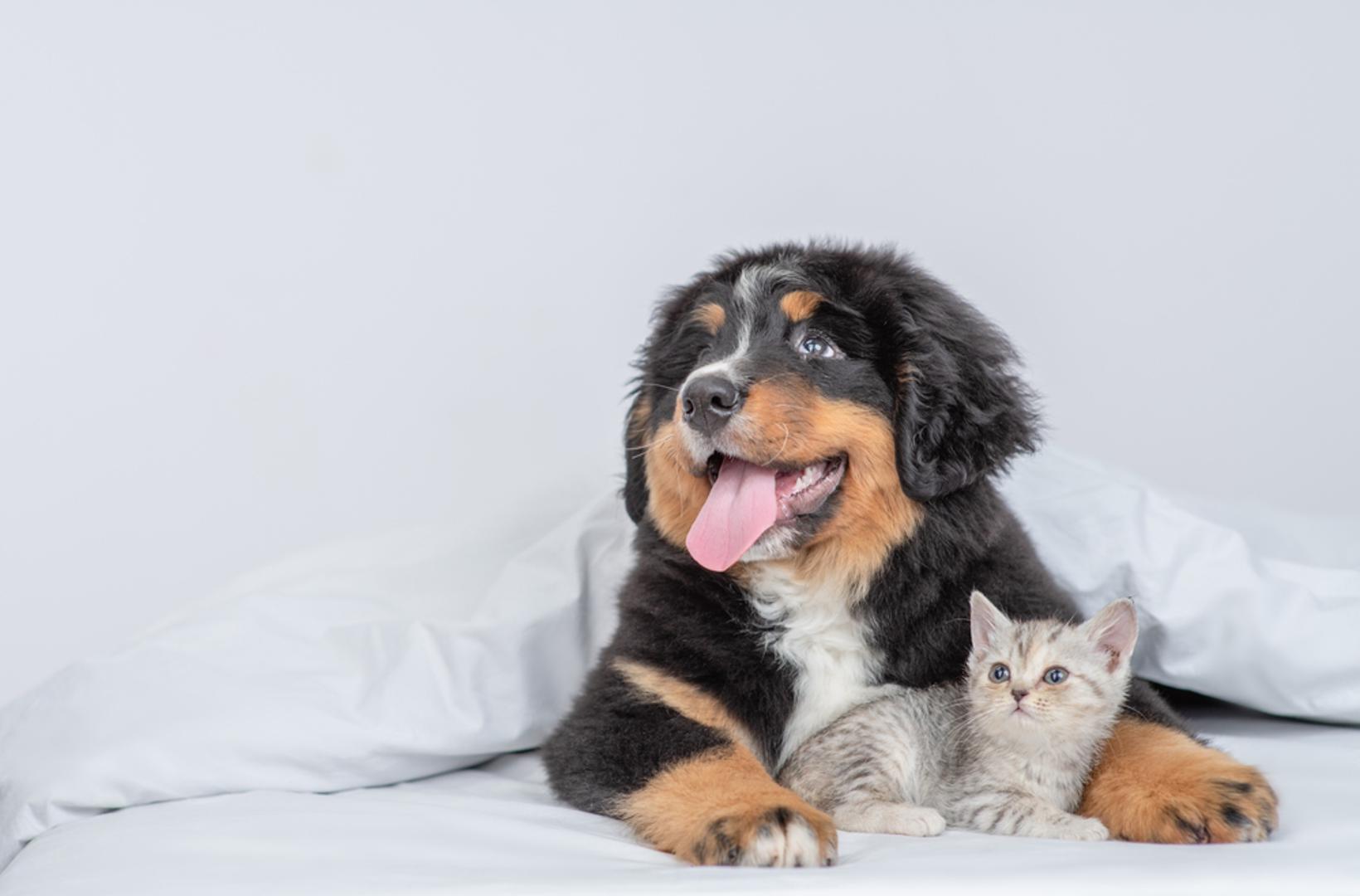 Bernski planinski pas: Ovi veliki, snažni psi imaju nježnu i privrženu narav. Bernski planinski psi su inteligentni i blagi divovi koji obožavaju ljude.