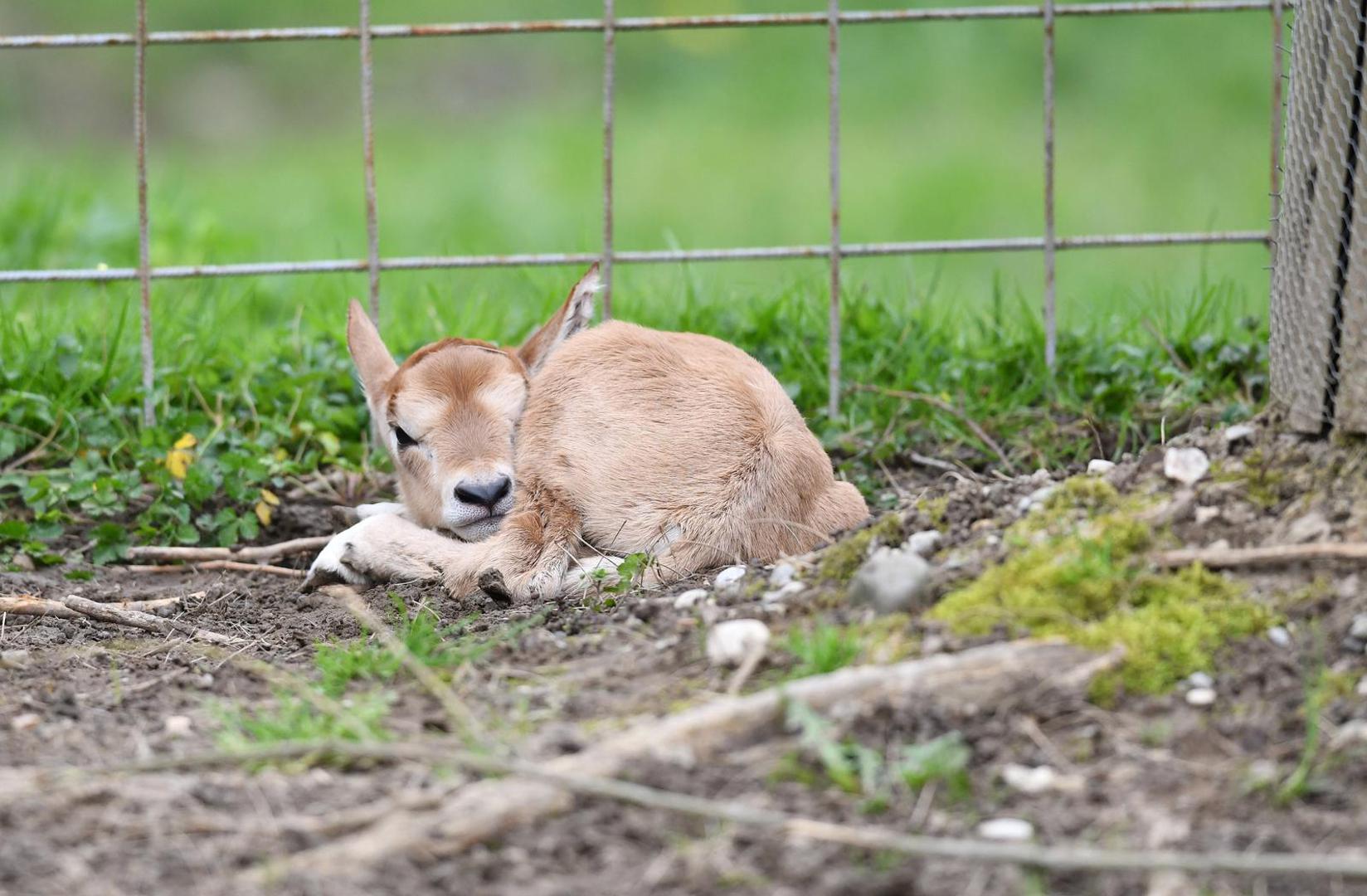 Njihova je životinjska vrsta svojedobno izumrla u prirodi, no zahvaljujući jedinkama koje su uzgojene u zoološkim vrtovima i prirodnim rezervatima, uspješno je reintroducirana u prirodu sjeverne Afrike. Mladunče oriksa tek je došlo na svijet, pa ne želimo ničime ometati ni njega ni njegovu mamu. Oni se na miru povezuju i mama se intuitivno lijepo brine o njemu. 