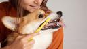 How Often Should You Brush Your Dog's and Cat's Teeth? The Answer Might Surprise You