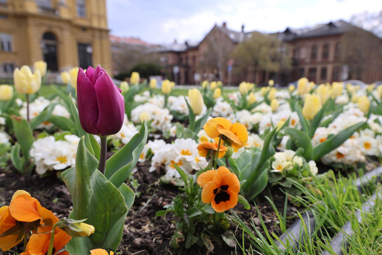 A zagrebački parkovi, javlja Pixsellov fotoreporter Patrik Macek, dočekali su ga u punom sjaju i besprijekorno uređeni. 