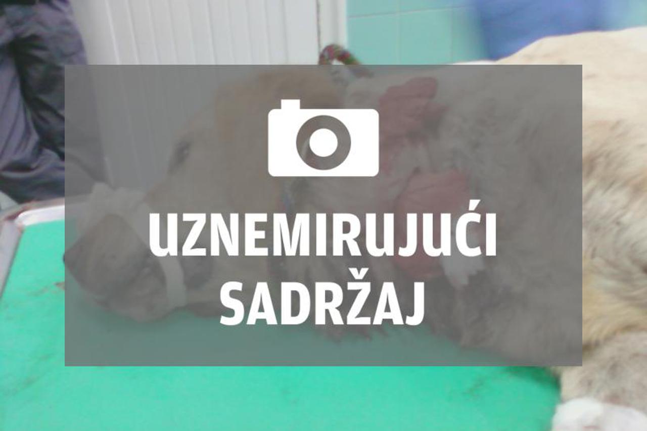 Labradorica Beta (1)