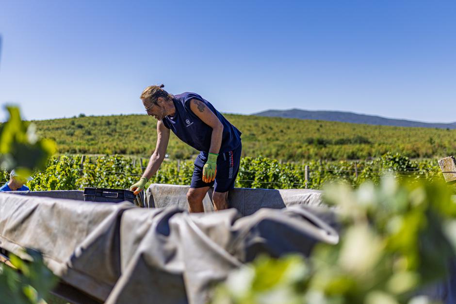 Čitluk: Berba grožđa u Kamenim vinogradima 