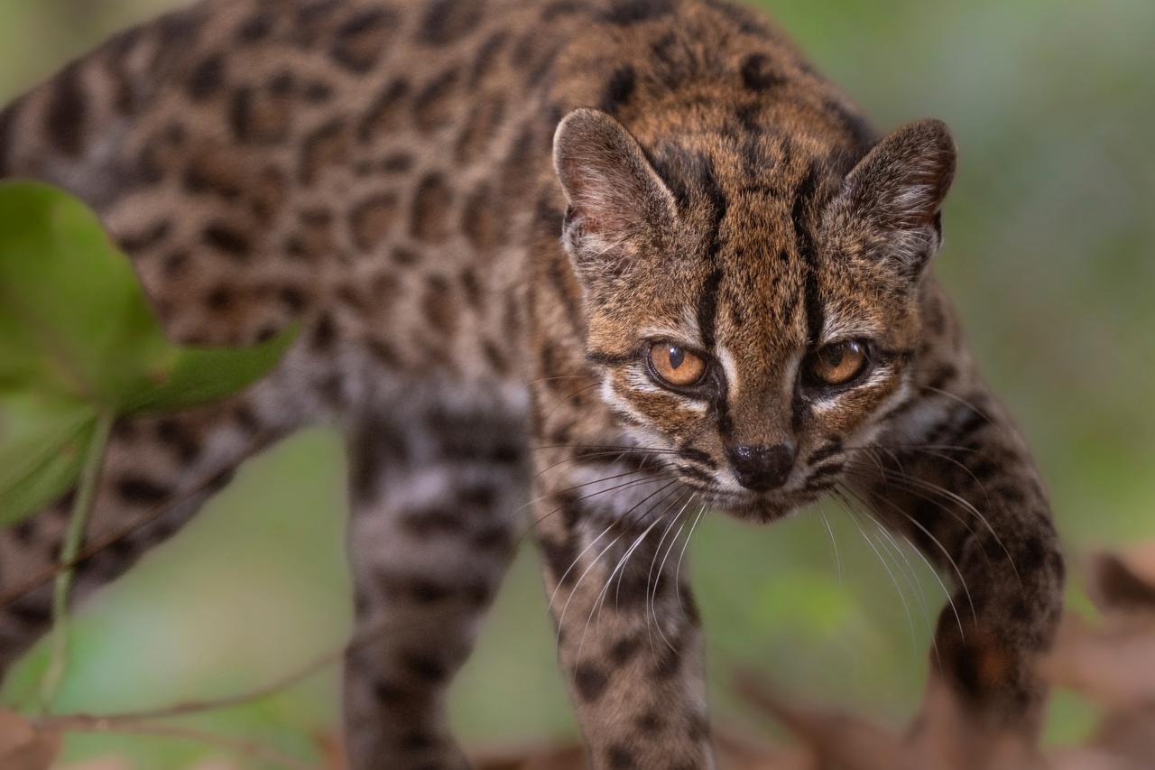 Leopardus tilcayo