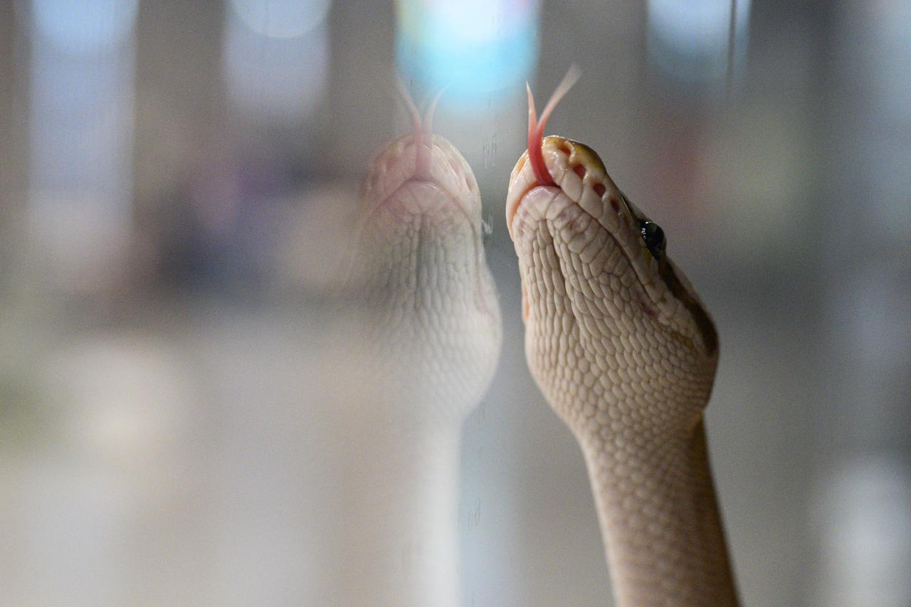 Zagreb: Izložba zmija, papiga, guštera i paukova u Family mallu